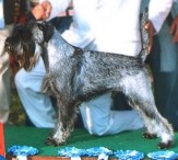 Jack BIS at the Expocanina de Otoo 2005 in La Habana